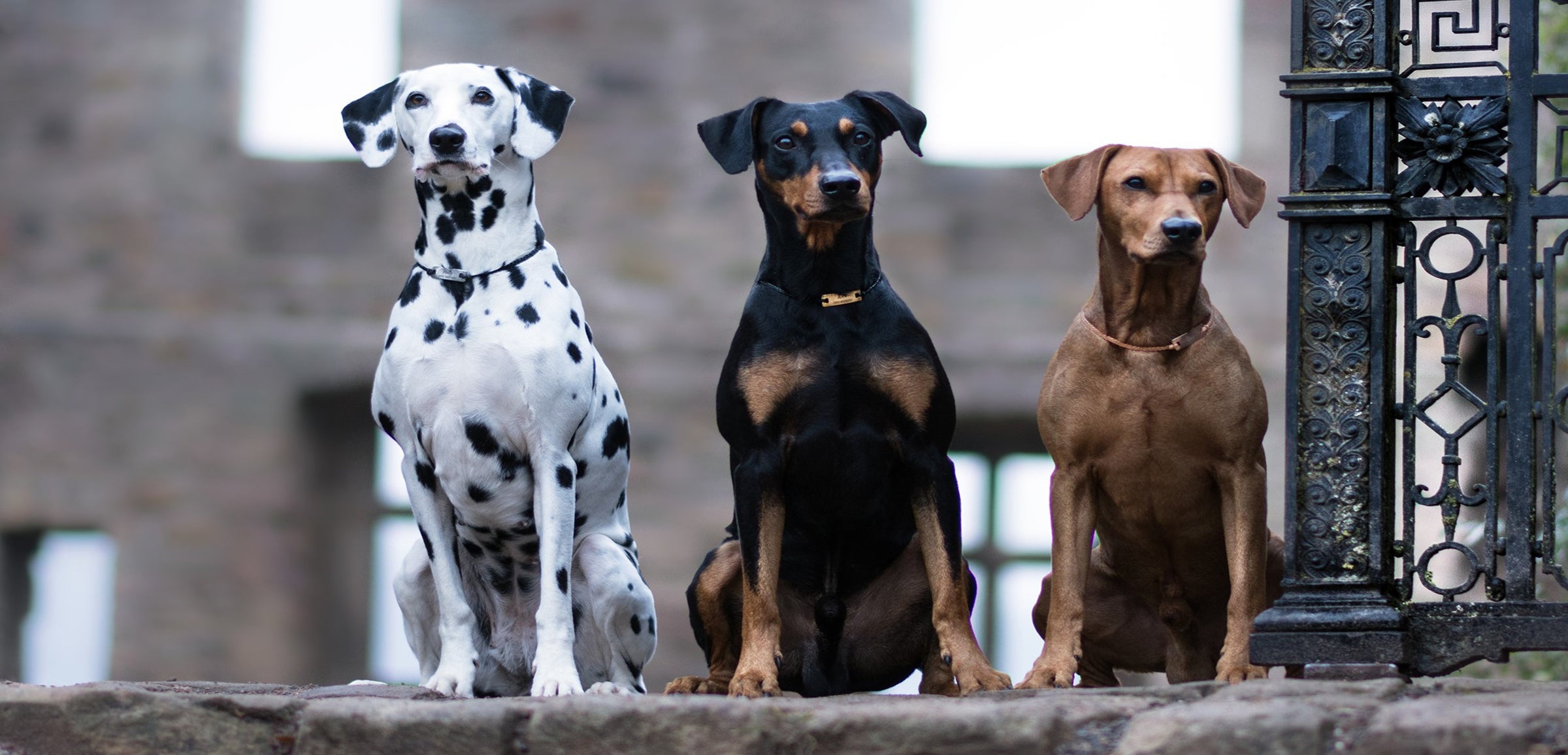 SouNice - Hundemarke
