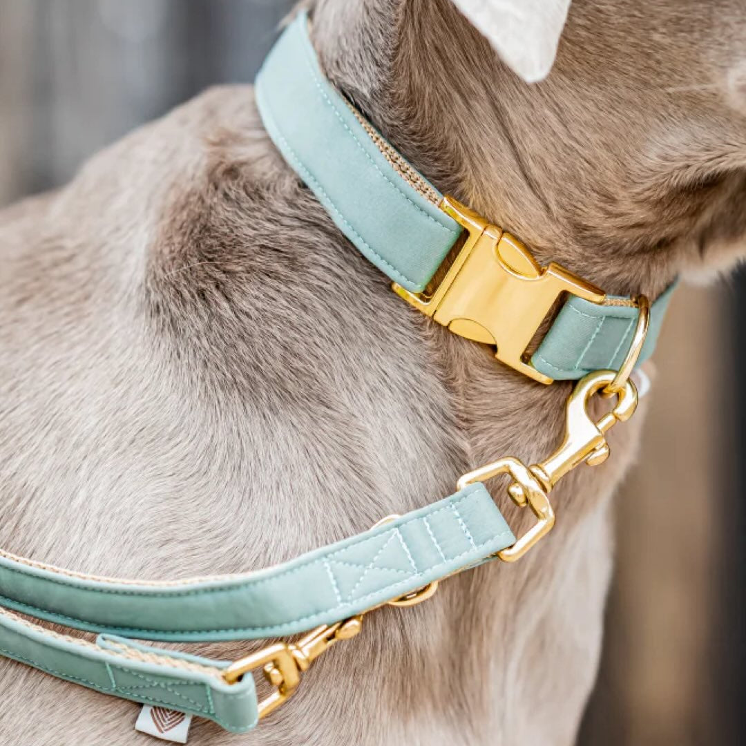 Foster Hundeleine Mit Aufdruck - Geschenk Für Hundepflegestellen & Adoption
