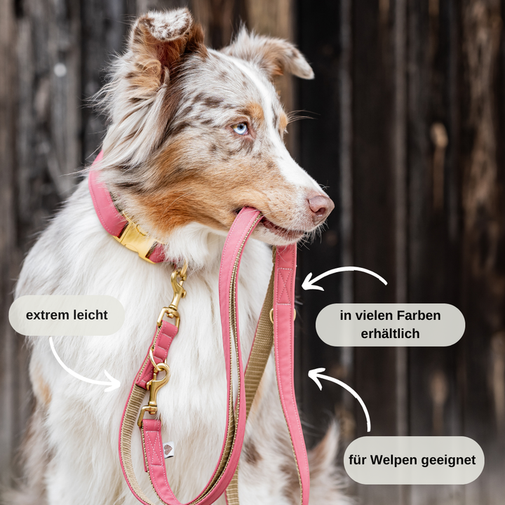 Softshellhalsband & Leine türkis – Souleashes